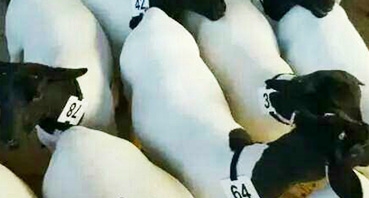 如何加工牛羊飼料？